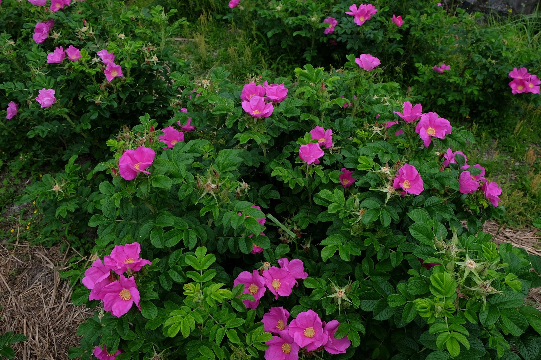 🏞️ 오노 해조음 해당화 공원 (오노 시오사이 하마나스 코엔) 이미지 8